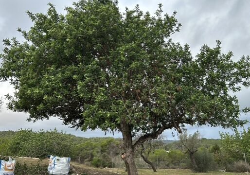 850B2591-6D0E-4519-9DA8-2D1CA0F641F7