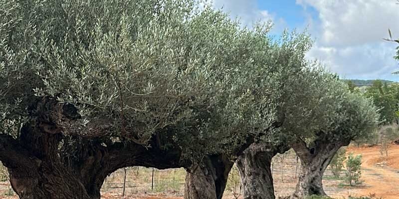 Mediterranean-gardens