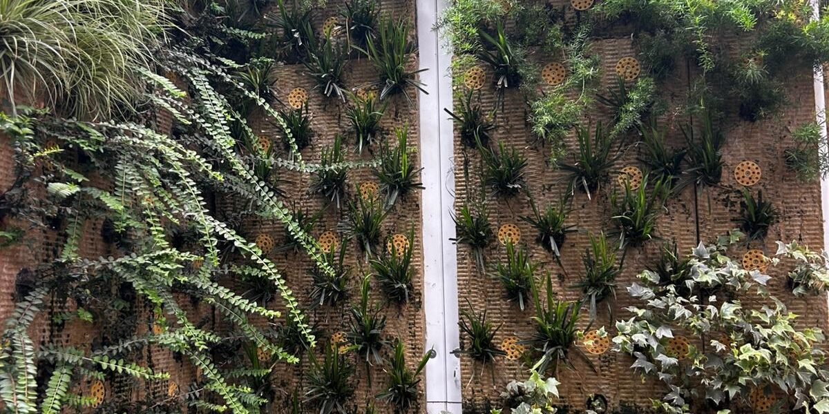 Vertical Gardens-2025-06-26-10-12-08 (3)